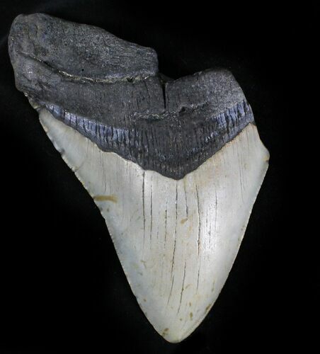 Bargain Megalodon Tooth - North Carolina #28504